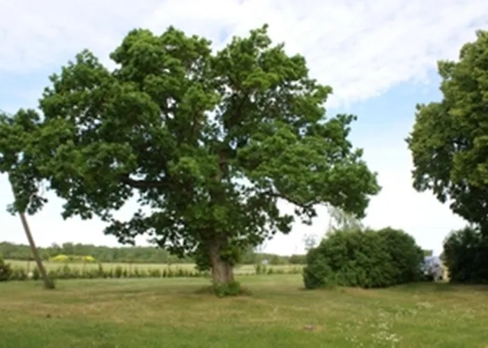 Guest house Mihkli *